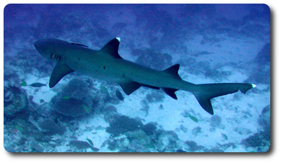 White Tipped Reef Shark Backgrounds on Wallpapers Vista
