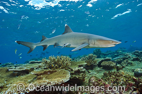 White Tipped Reef Shark #24