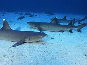 White Tipped Reef Shark HD wallpapers, Desktop wallpaper - most viewed
