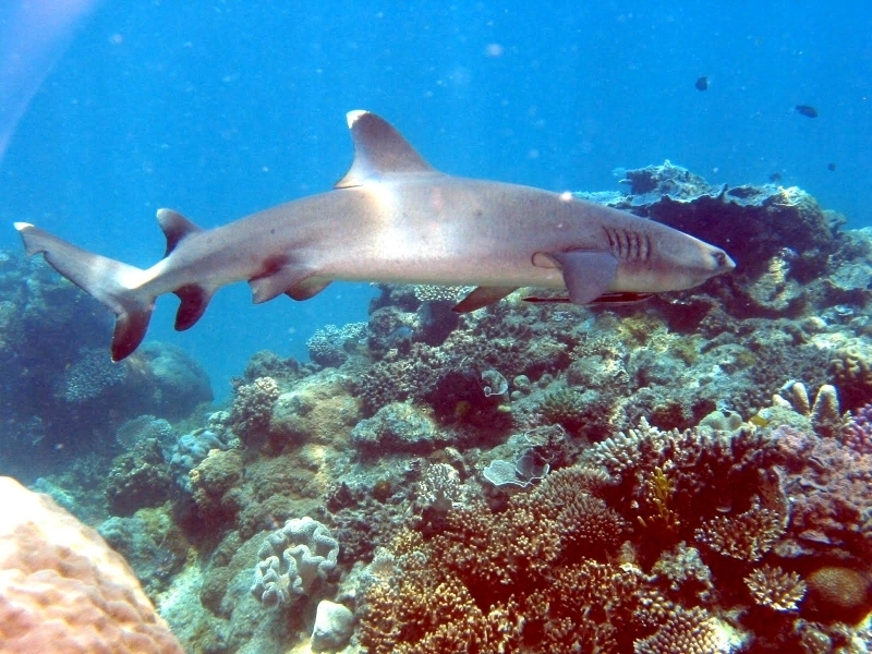 White Tipped Reef Shark #23