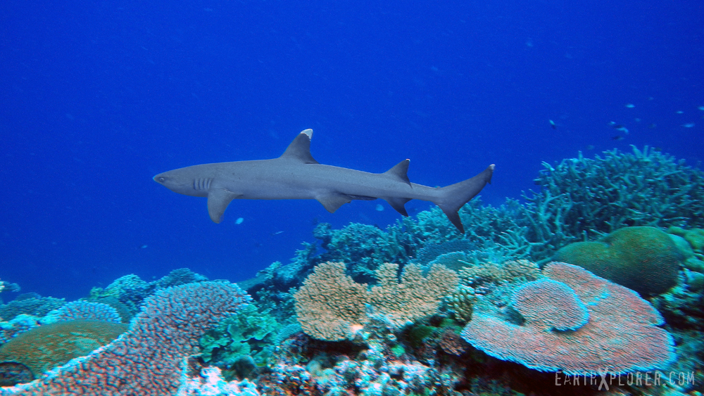Images of White Tipped Reef Shark | 1000x563