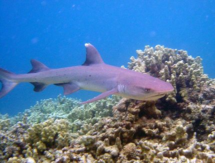 White Tipped Reef Shark #16