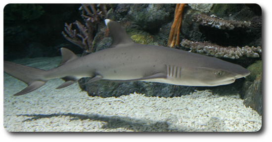 Nice wallpapers White Tipped Reef Shark 550x289px