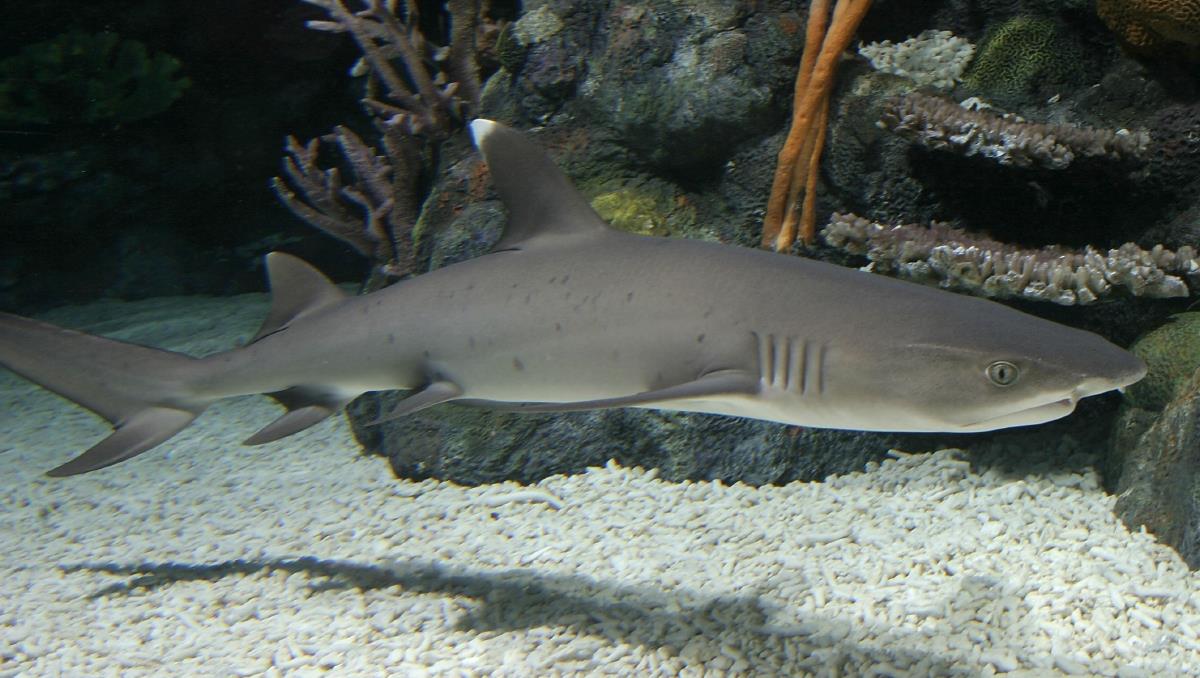 White Tipped Reef Shark #22