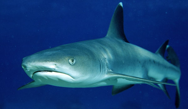 White Tipped Reef Shark #15