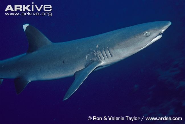 High Resolution Wallpaper | White Tipped Reef Shark 650x436 px