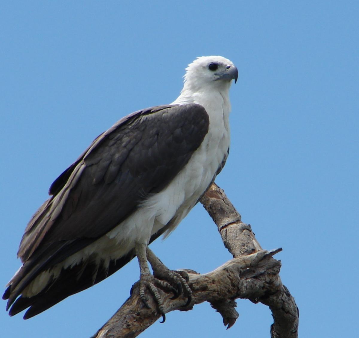 White-bellied Sea Eagle Backgrounds, Compatible - PC, Mobile, Gadgets| 1200x1129 px