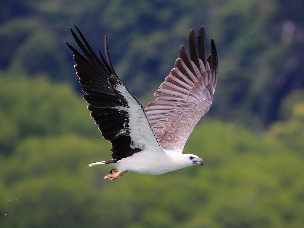 HQ White-bellied Sea Eagle Wallpapers | File 262.31Kb