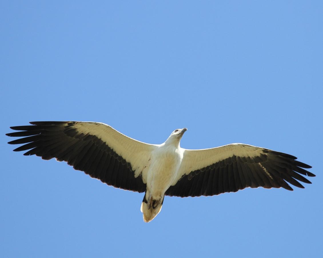 White-bellied Sea Eagle #21