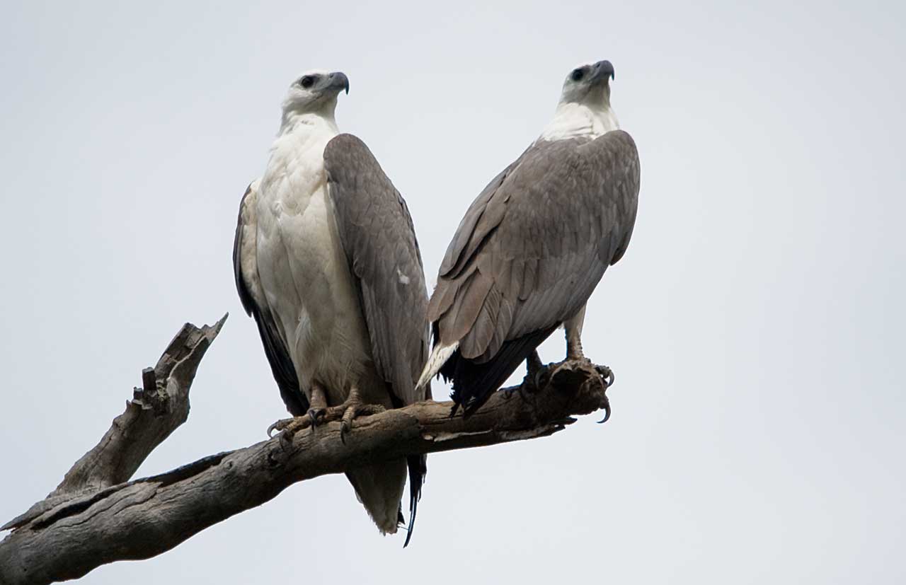 HQ White-bellied Sea Eagle Wallpapers | File 49.17Kb