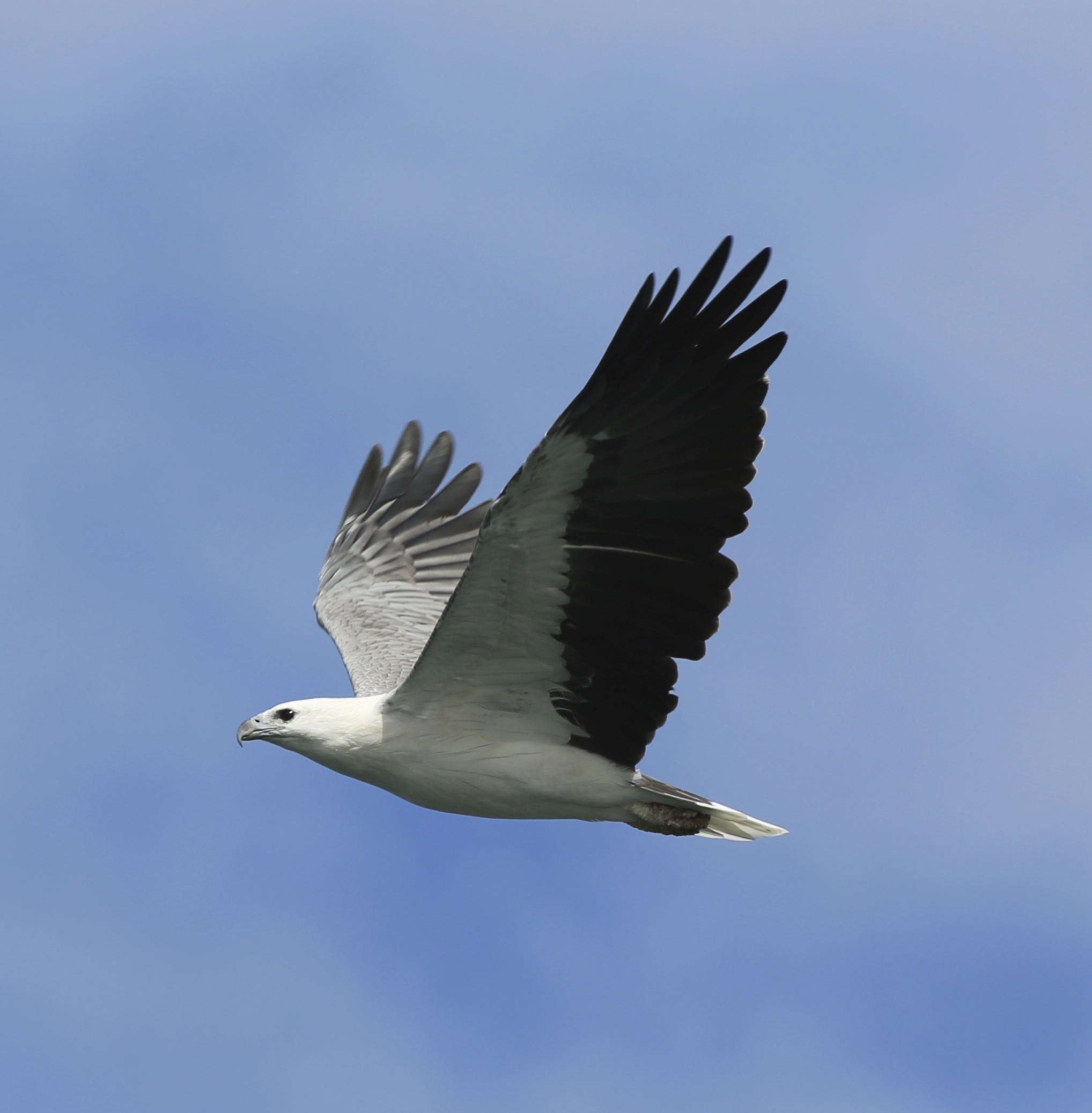 White-bellied Sea Eagle #16