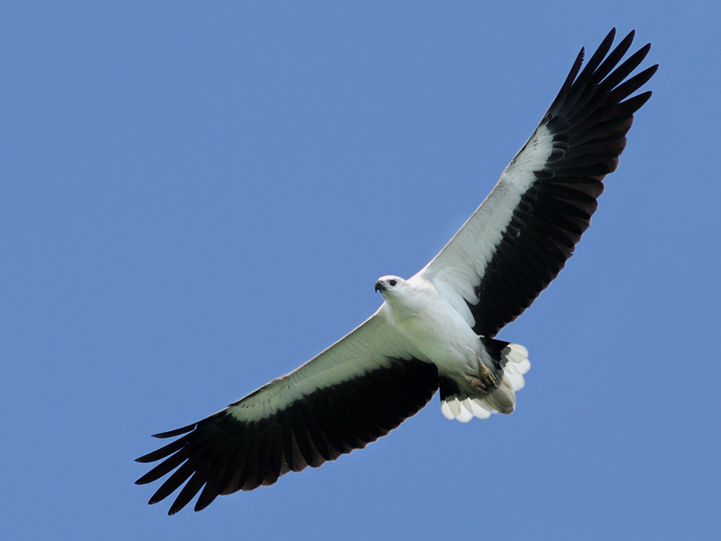 White-bellied Sea Eagle #23