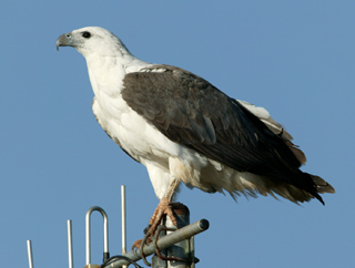Amazing White-bellied Sea Eagle Pictures & Backgrounds