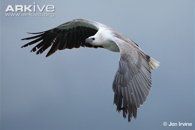 White-bellied Sea Eagle #11
