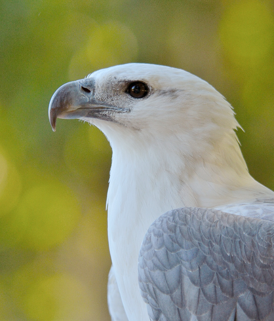 White-bellied Sea Eagle Pics, Animal Collection