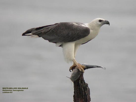 Images of White-bellied Sea Eagle | 550x411