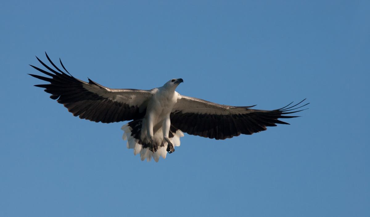 HQ White-bellied Sea Eagle Wallpapers | File 31.93Kb