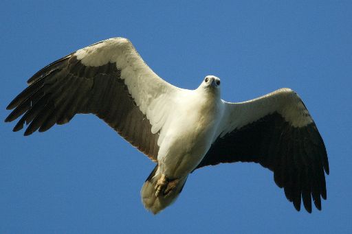 Nice Images Collection: White-bellied Sea Eagle Desktop Wallpapers