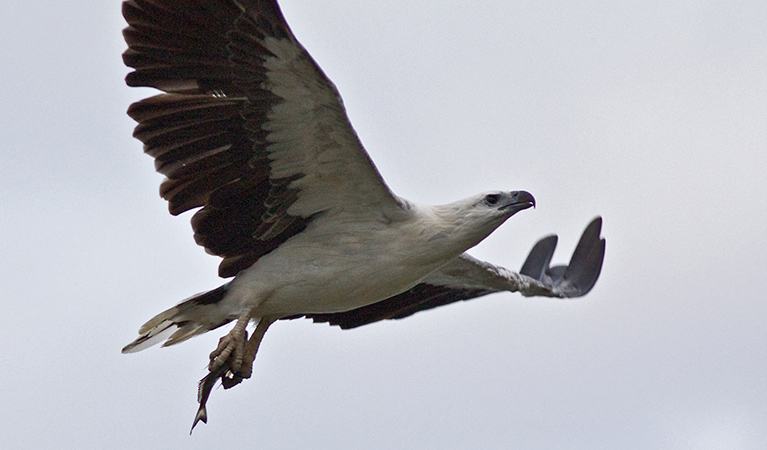 White-bellied Sea Eagle #1