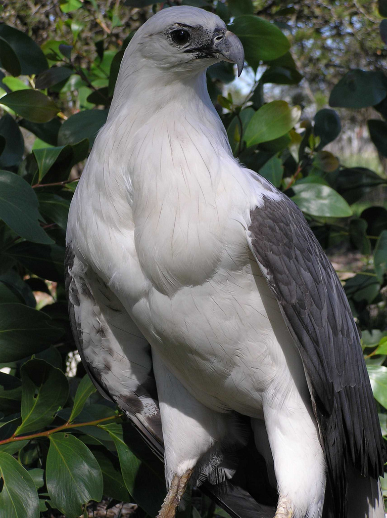 White-bellied Sea Eagle #13