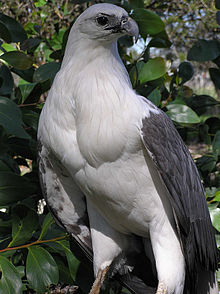 White-bellied Sea Eagle #15