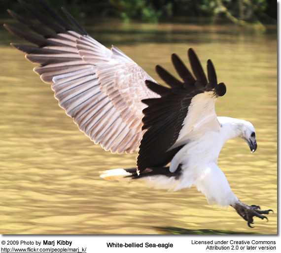 White-bellied Sea Eagle #7