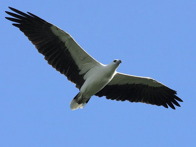 High Resolution Wallpaper | White-bellied Sea Eagle 640x480 px