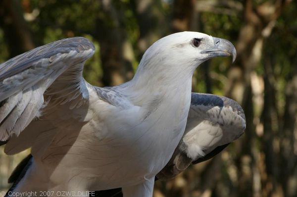Nice wallpapers White-bellied Sea Eagle 600x398px
