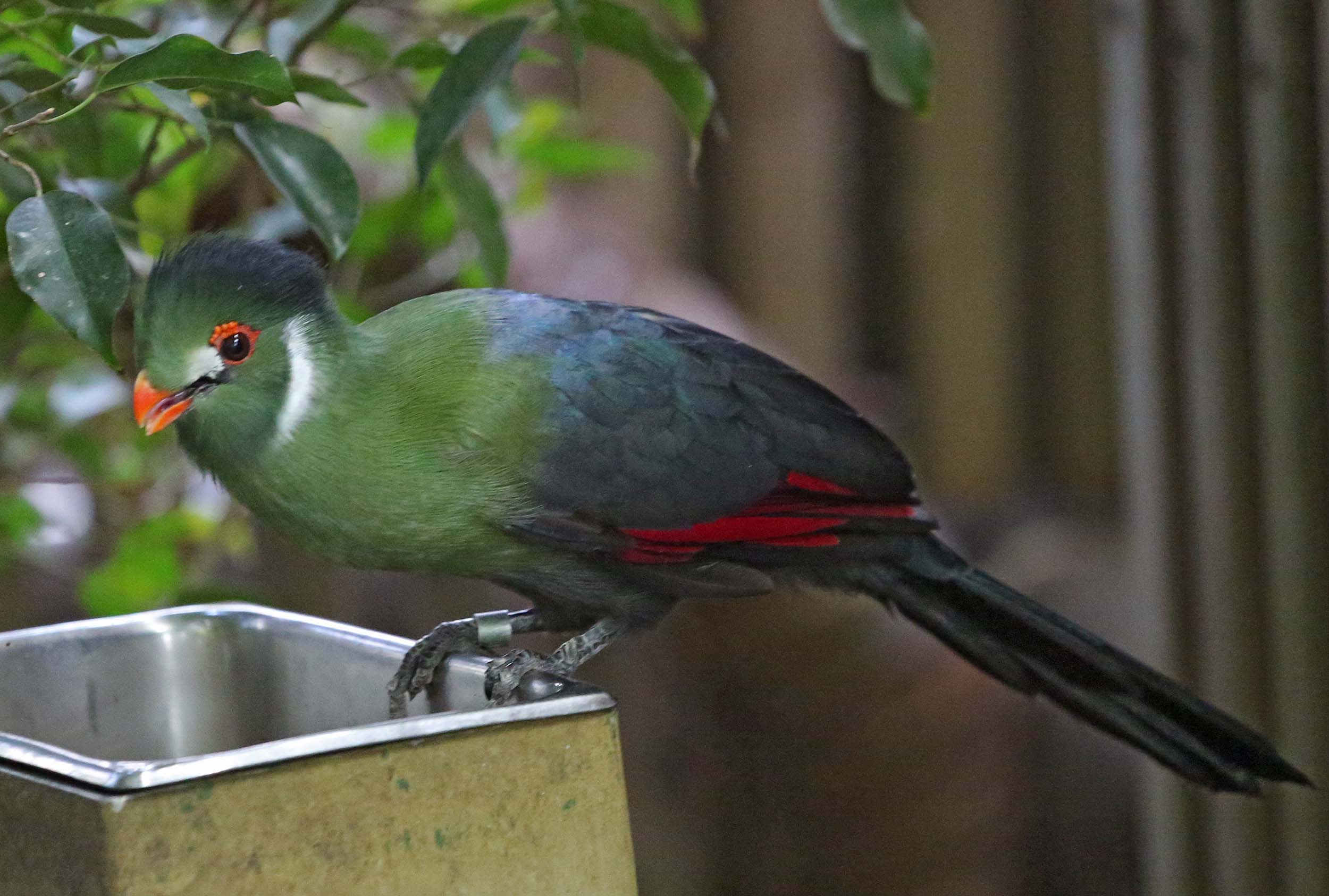 Nice Images Collection: White-cheeked Turaco Desktop Wallpapers