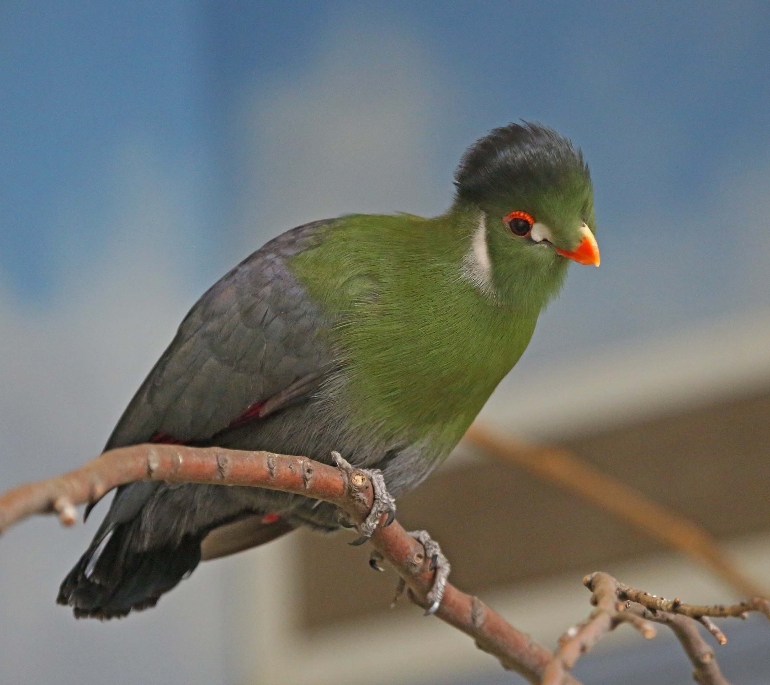 White-cheeked Turaco Pics, Animal Collection