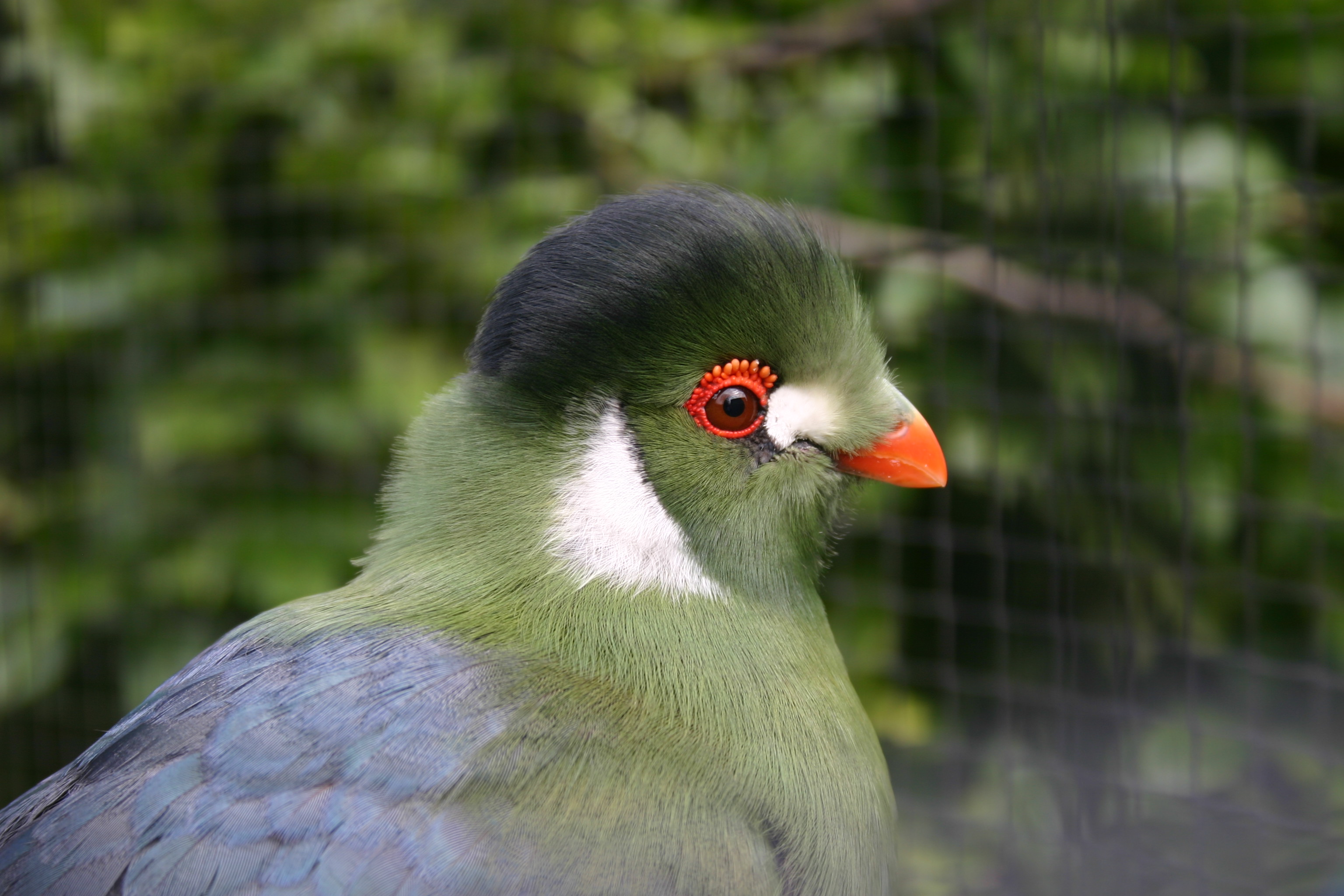 Images of White-cheeked Turaco | 3072x2048