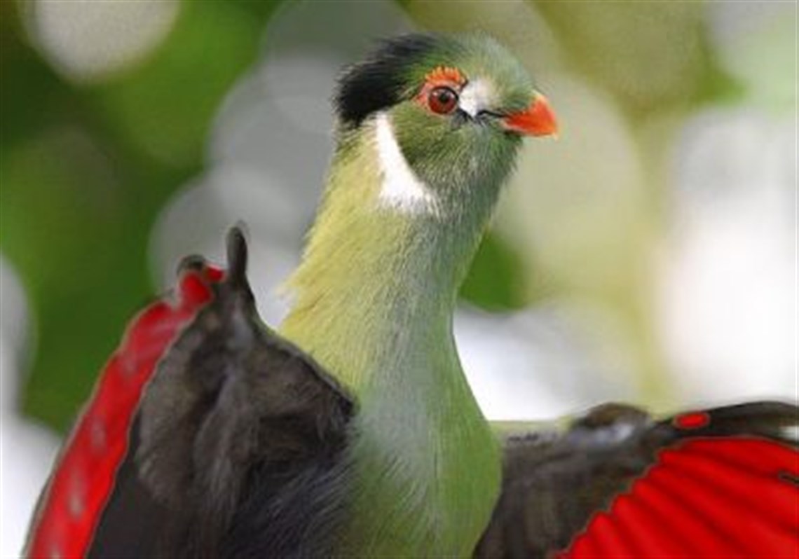 Nice Images Collection: White-cheeked Turaco Desktop Wallpapers