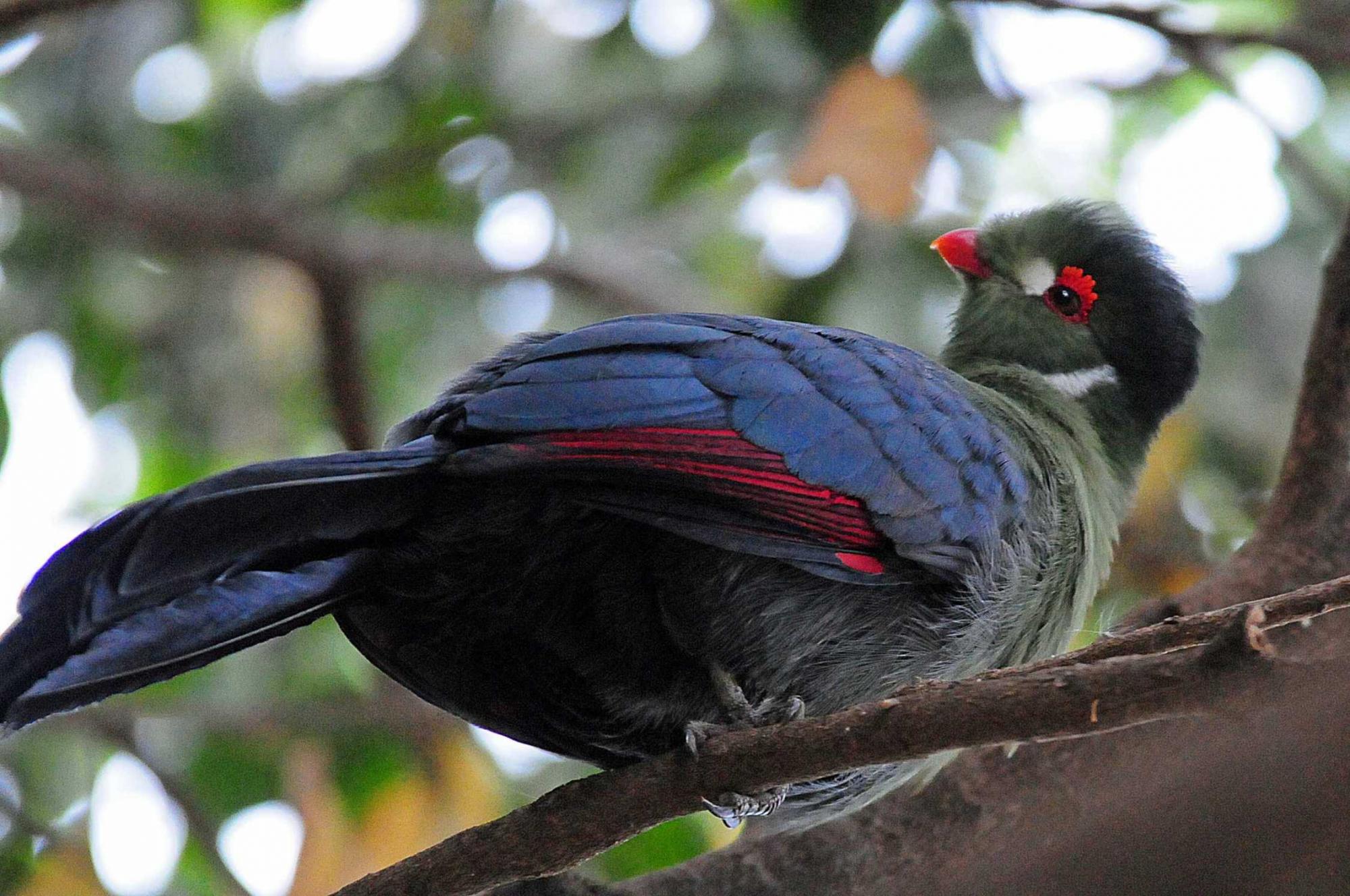HQ White-cheeked Turaco Wallpapers | File 354.6Kb