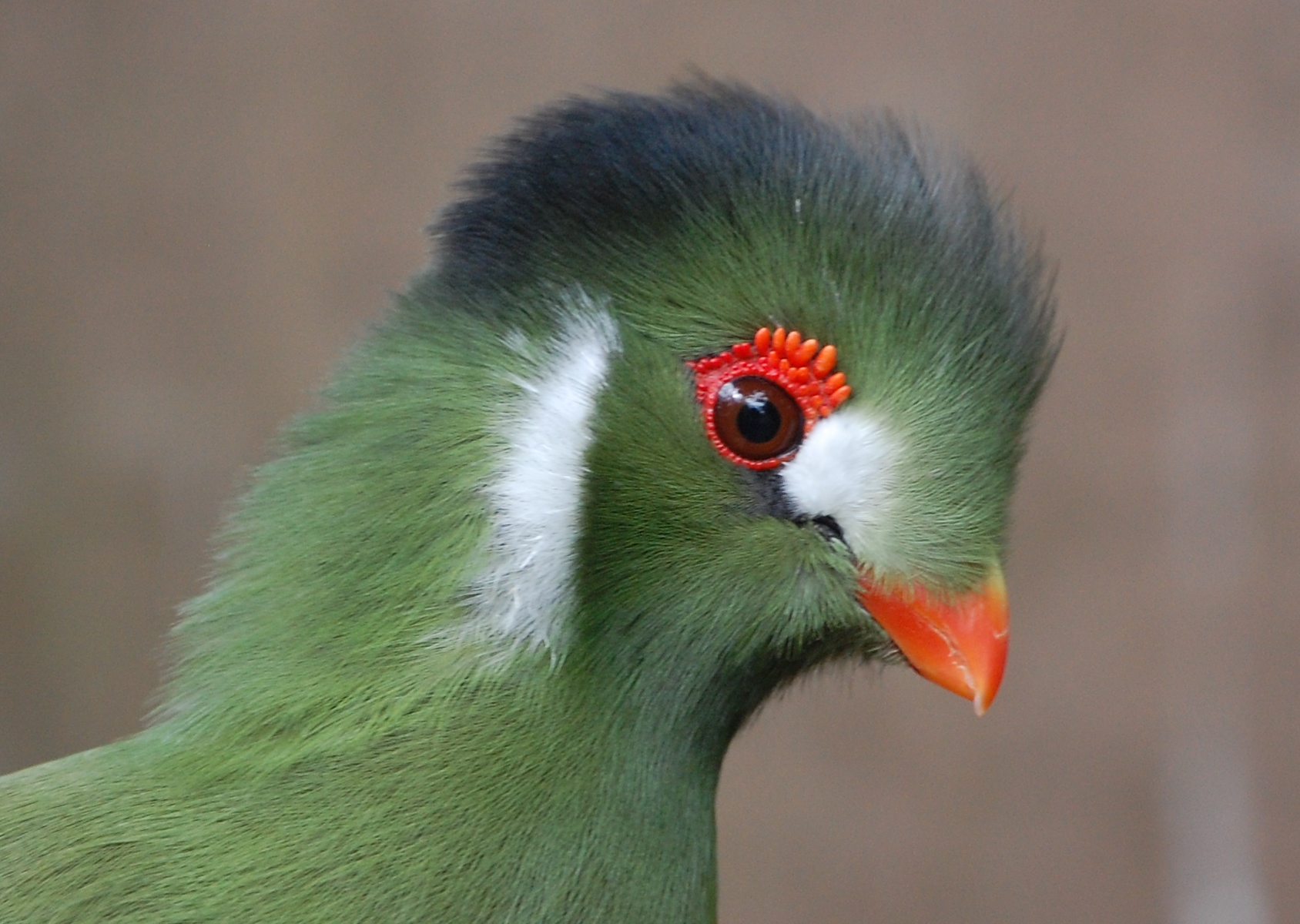 White-cheeked Turaco HD wallpapers, Desktop wallpaper - most viewed