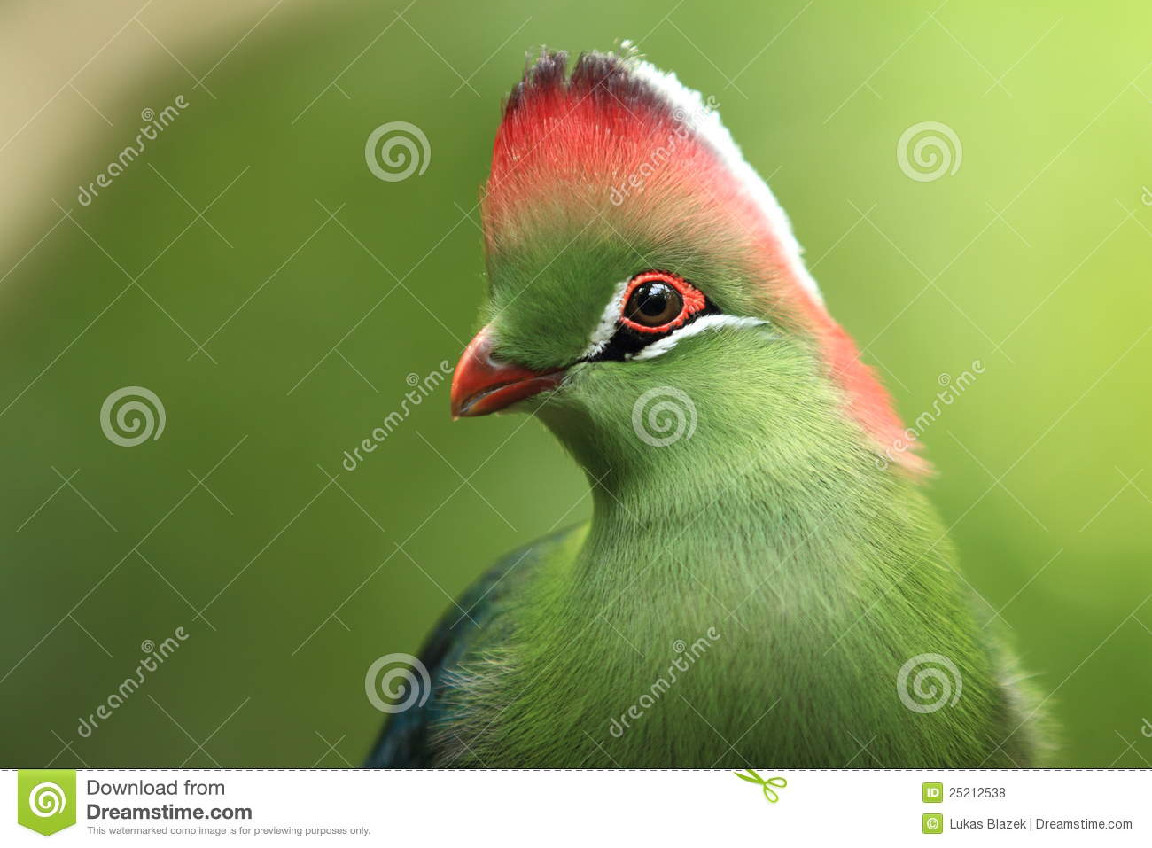 Nice wallpapers White-cheeked Turaco 1300x957px