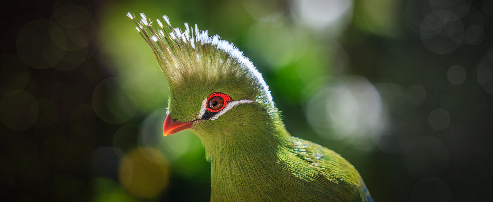 White-cheeked Turaco High Quality Background on Wallpapers Vista