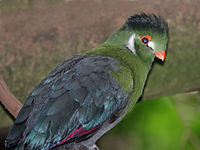 White-cheeked Turaco Pics, Animal Collection