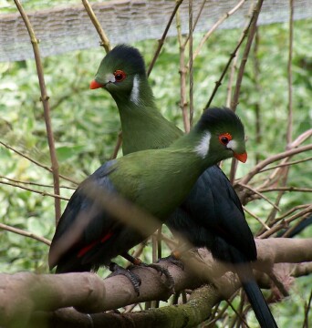 White-cheeked Turaco Backgrounds, Compatible - PC, Mobile, Gadgets| 342x360 px