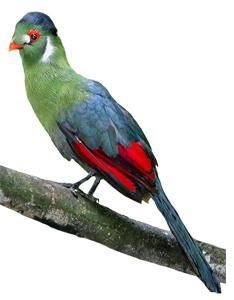 White-cheeked Turaco Backgrounds on Wallpapers Vista