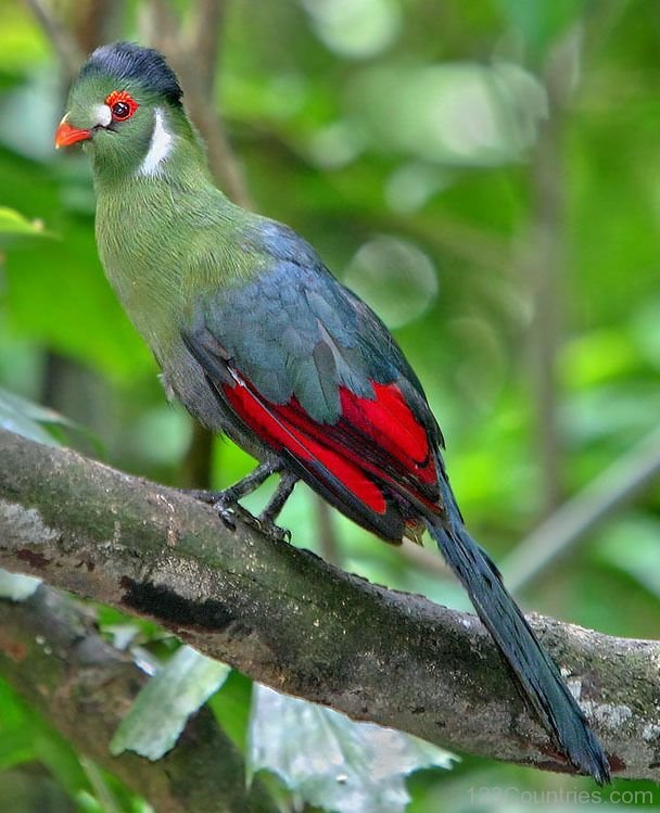 Images of White-cheeked Turaco | 608x749