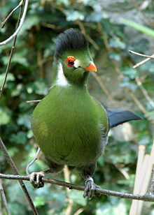 Nice wallpapers White-cheeked Turaco 220x308px