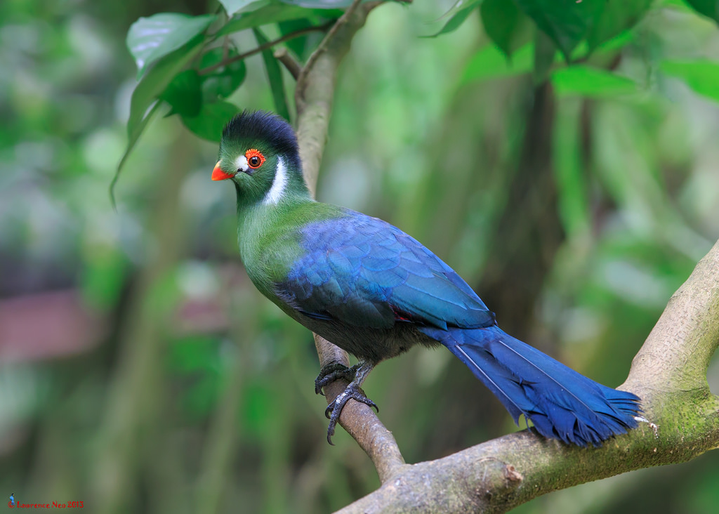 White-cheeked Turaco Backgrounds, Compatible - PC, Mobile, Gadgets| 1024x732 px