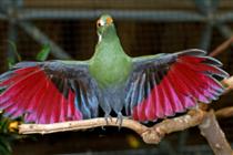 HQ White-cheeked Turaco Wallpapers | File 40.14Kb