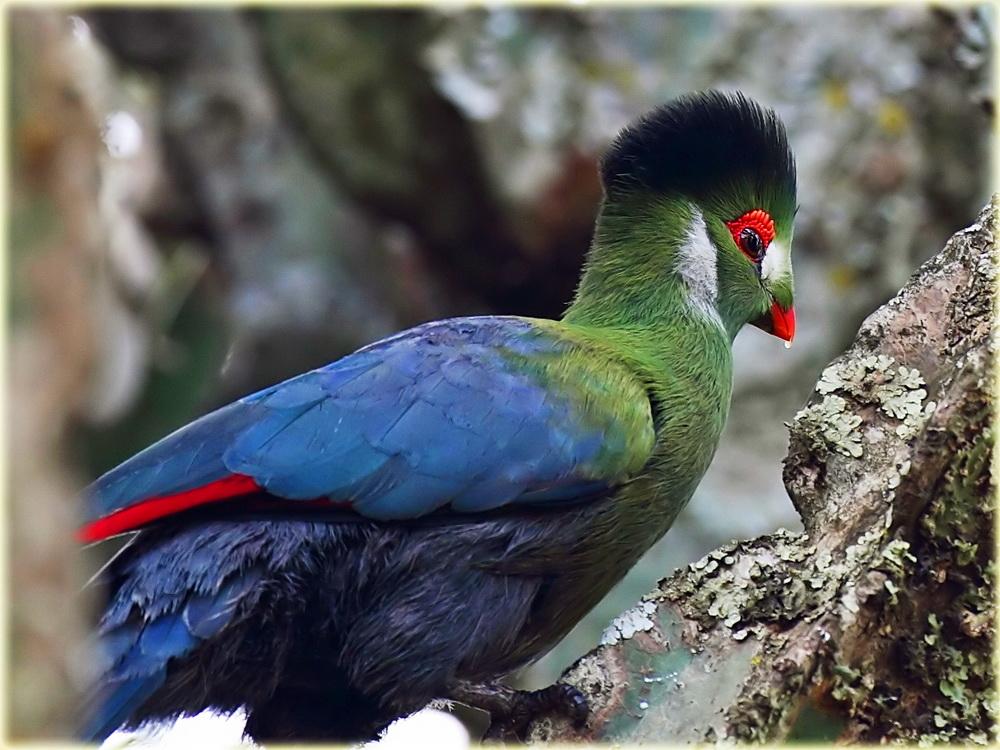 HD Quality Wallpaper | Collection: Animal, 1000x750 White-cheeked Turaco