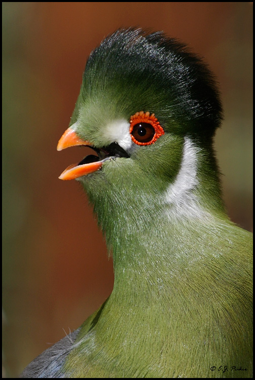 HQ White-cheeked Turaco Wallpapers | File 165.26Kb