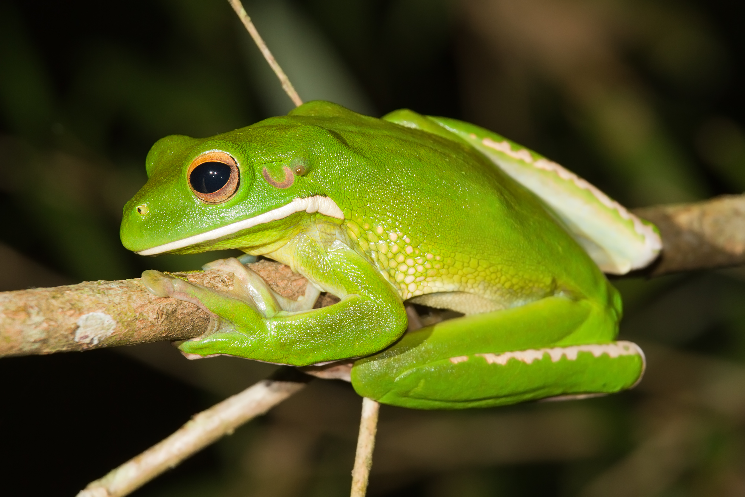 Images of White-lipped Tree Frog | 2500x1667