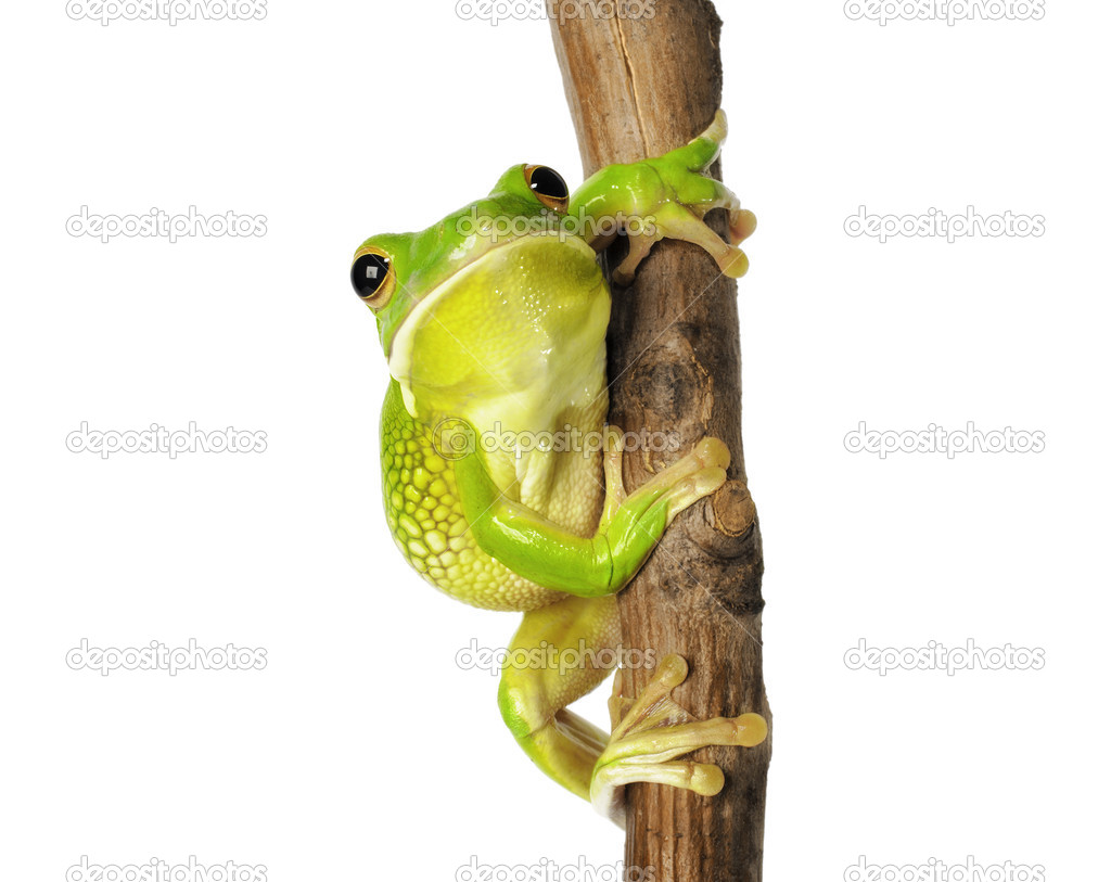 Nice wallpapers White-lipped Tree Frog 1024x813px