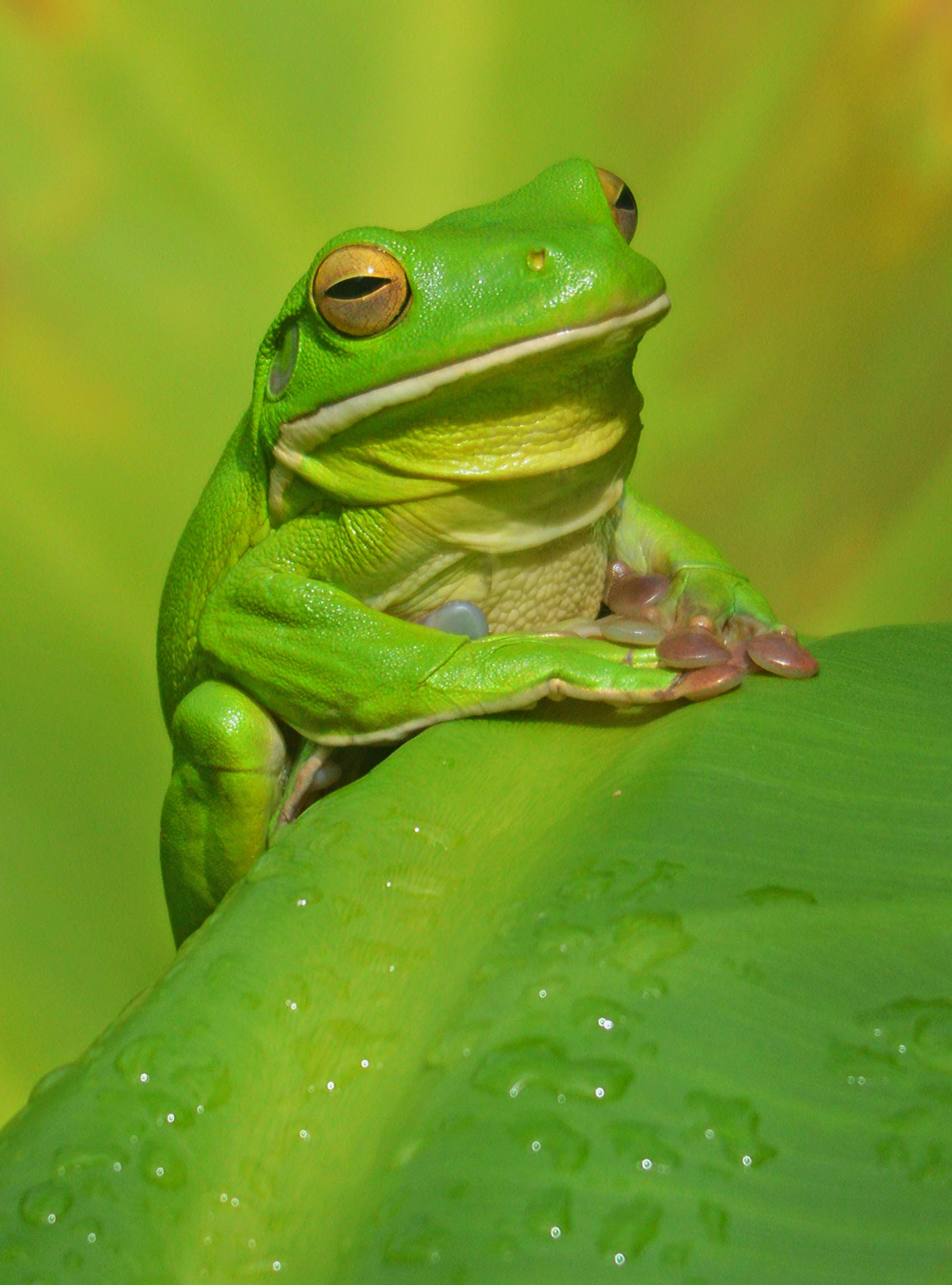 White-lipped Tree Frog #25