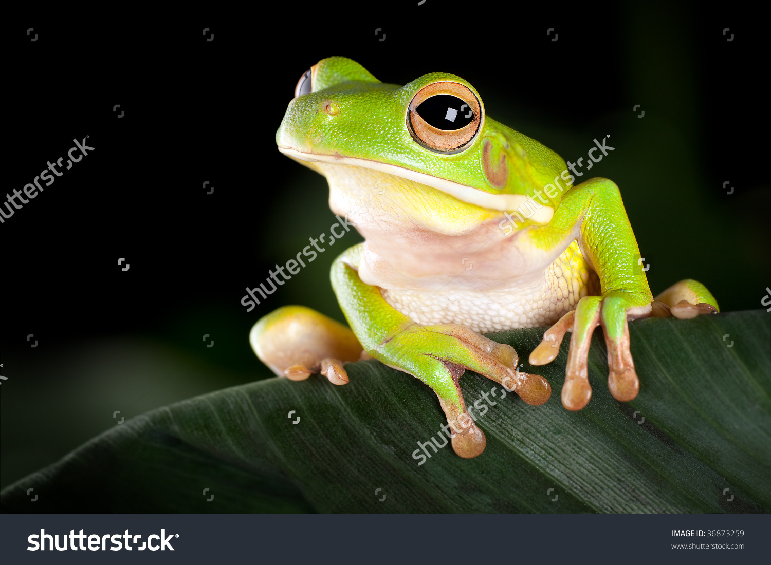 High Resolution Wallpaper | White-lipped Tree Frog 1500x1100 px