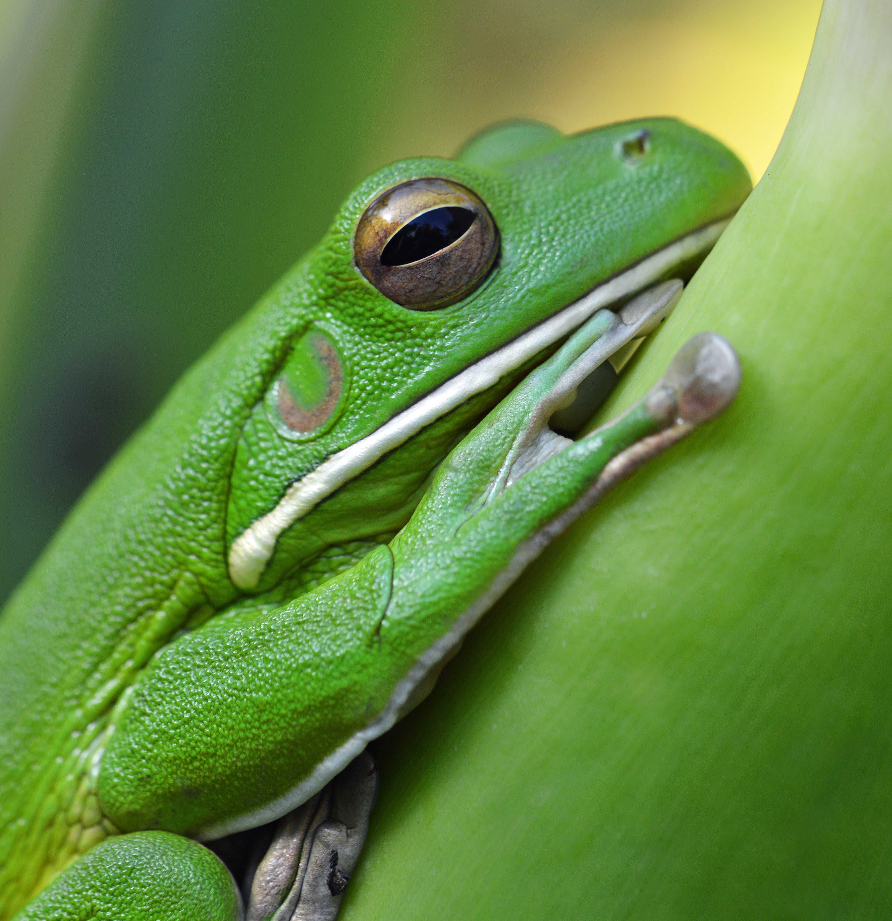 White-lipped Tree Frog #19